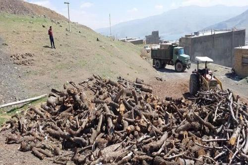 ۲۵ تن چوب تاغ قاچاق در استان سمنان کشف و ضبط شد