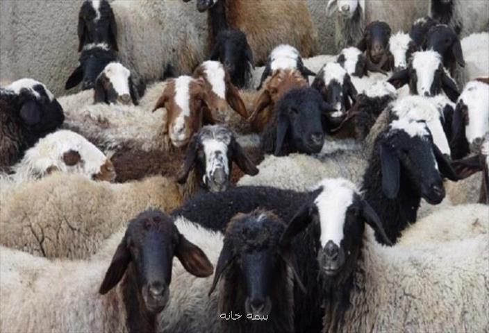 اجرای طرح روبرو شدن با سارقان احشام در ۲۰ استان