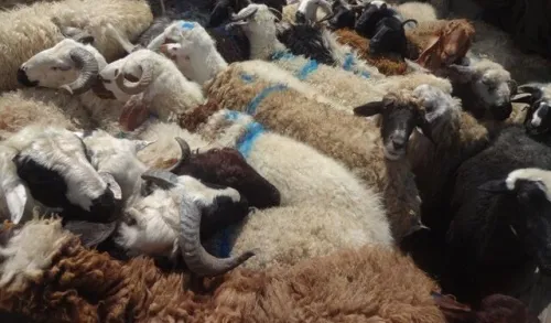 دستگیری ۲۰۴ سارق احشام و کشف ۷۹۷ رأس دام