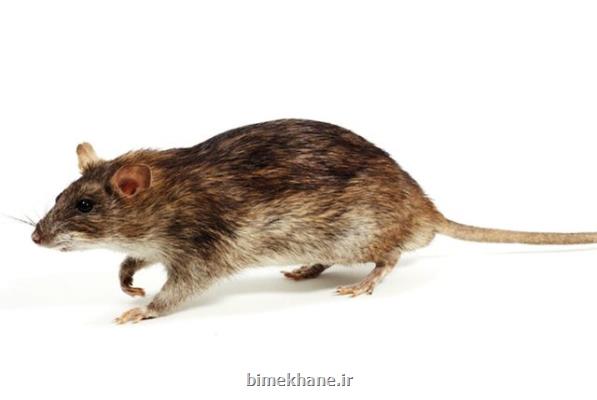 طعمه گذاری بیشتر از 400 منفذ موش در محورهای آلوده منطقه 19