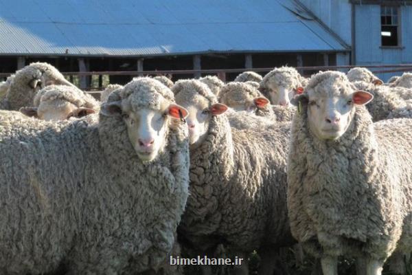 فعالیت تمام وقت 3 مركز عرضه بهداشتی دام تهران برای روزهای تاسوعا و عاشورا