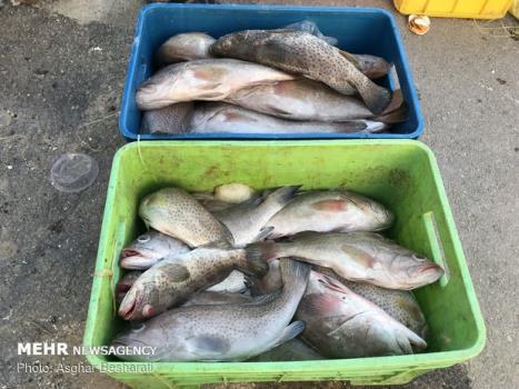 كشف بیشتر از 1000 كیلوگرم ماهی قاچاق در آبادان